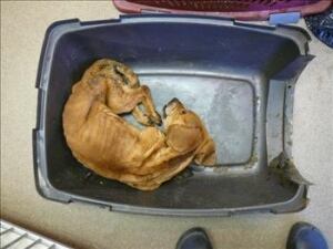 Dog in crate