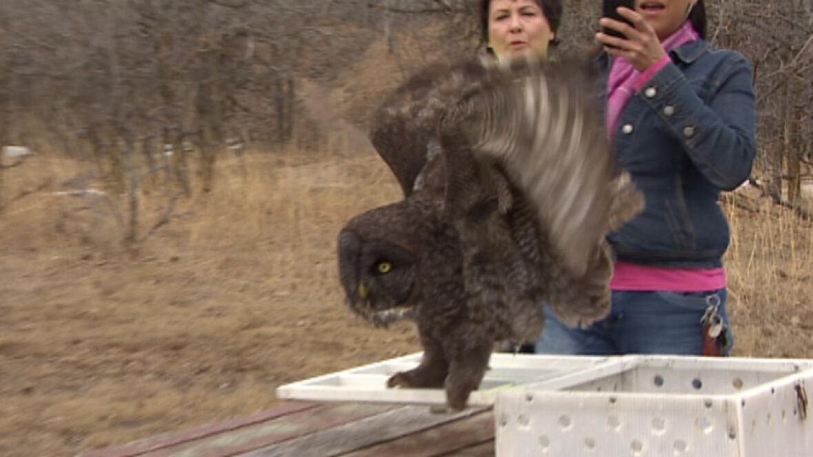 great grey owl rehabbed and ready released in manitoba great grey owl rehabbed and ready released in manitoba