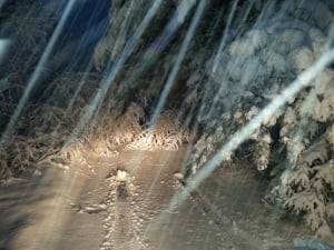Snow fills driveway with branches