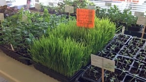 organic sprouts
