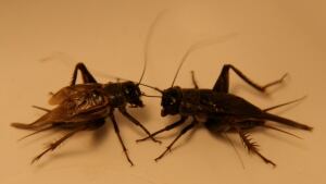Crickets