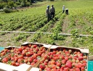 Temporary Foreign Workers