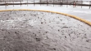 New Brunswick aquaculture