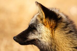 Signal Hill fox up close