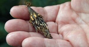 Bagworm 2