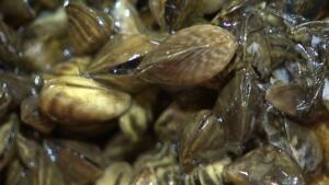 Zebra mussels, Lake Winnipeg