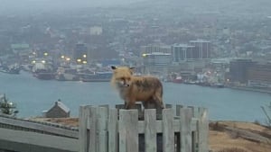 Signal Hill fox by Tonia Pilgrim