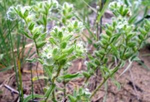 Tiny Cryptantha