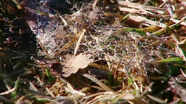 Allergies In Spring Snow Mould May Be To Blame Cbc News