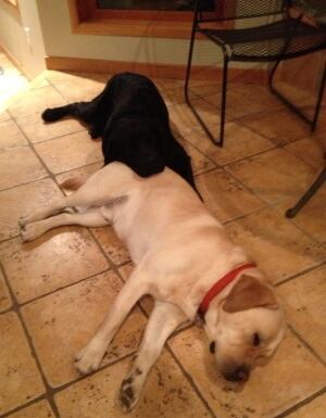 Carey Price dogs