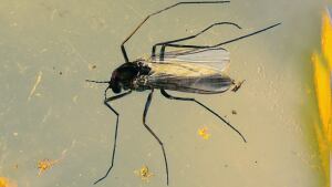 Midge
