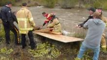 wild horse rescue