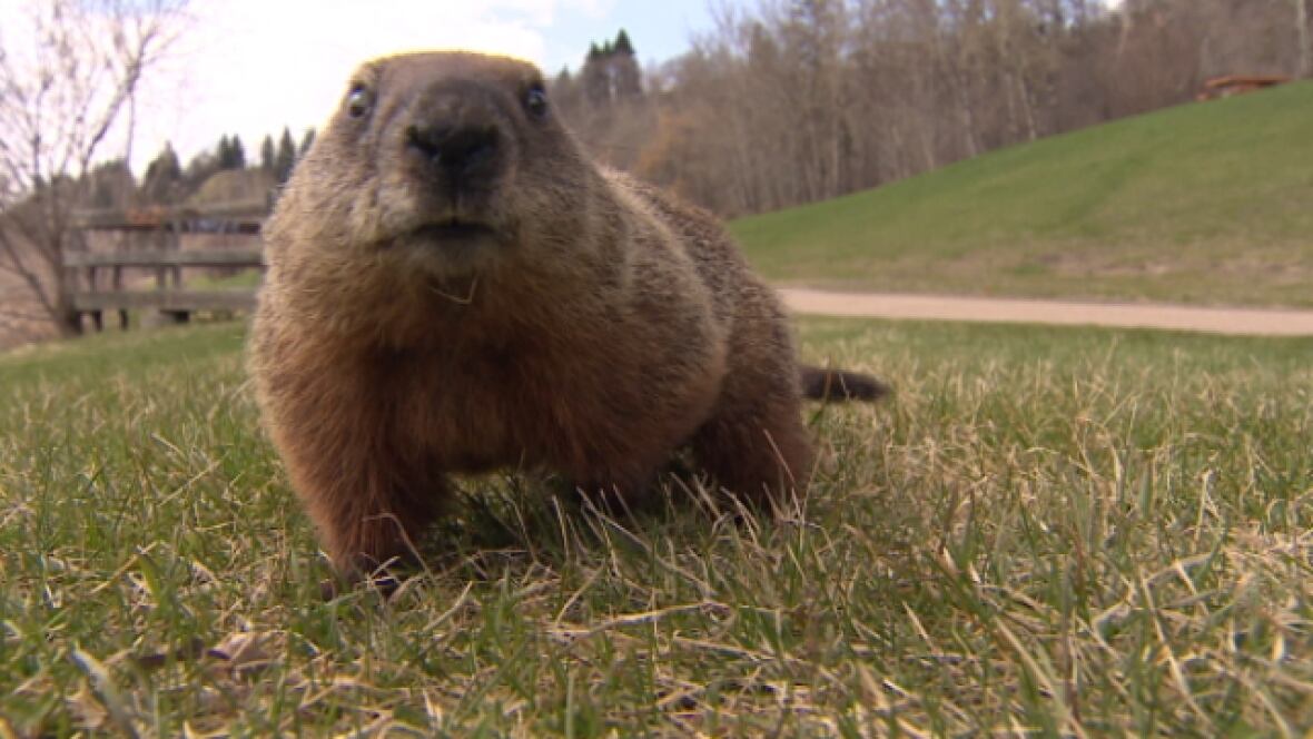 groundhog day kid friendly friendly groundhog charms river valley users edmonton groundhog day kid friendly friendly groundhog charms river valley users edmonton