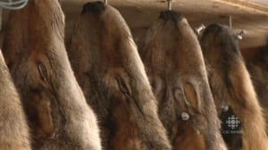Fur pelts