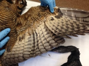 Taxidermy2