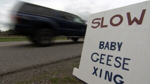 Geese crossing sign