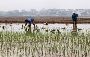 Vietnam rice