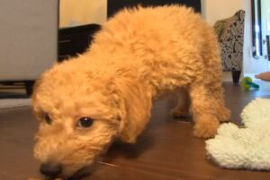 Toy poodle Toby