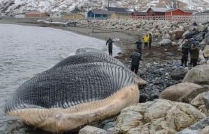 Royal Ontario researchers assess blue whale carcass