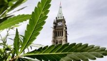 marijuana pot parliament decriminalization