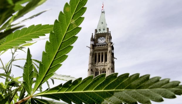 marijuana pot parliament decriminalization