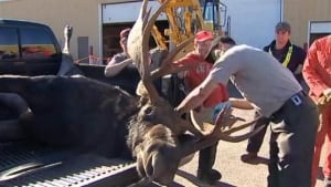 Moose season