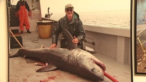 porbeagle shark