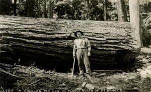 Douglas fir 1933