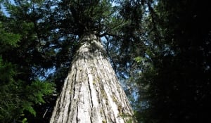 Douglas fir story