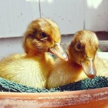 Baby ducks