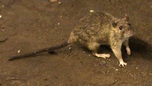 hl-rat