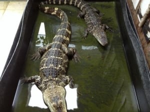 Gators