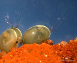 Ostracod