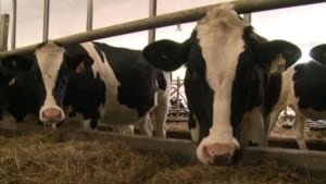 Dairy cows