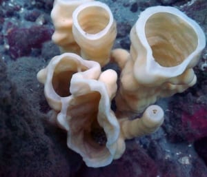 Glass-sponge reefs