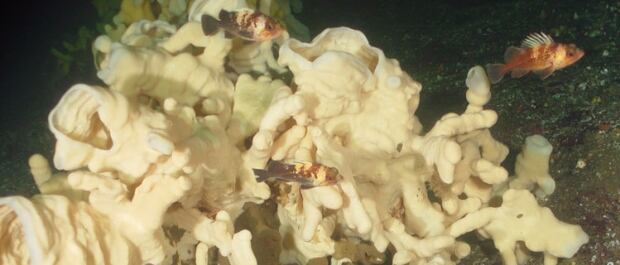 Glass-sponge reef