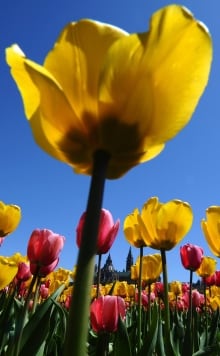 Ottawa Parliament Hill Dutch Tulips on time 2014