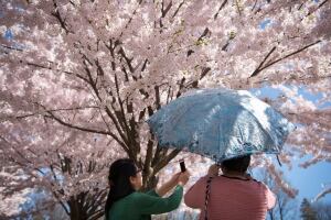 Toronto High Park Cherry Blossoms