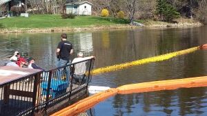 Tyne Valley rubber ducks