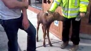 moose calf