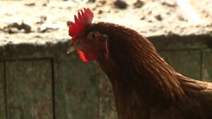 chicken