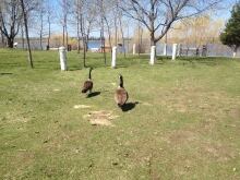 Winnipeg Geese