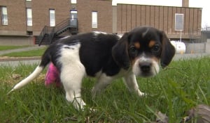 Bandit beagle puppy