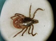Ohio Deer Ticks