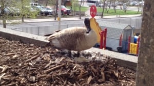 City Hall goose, eggs in nest