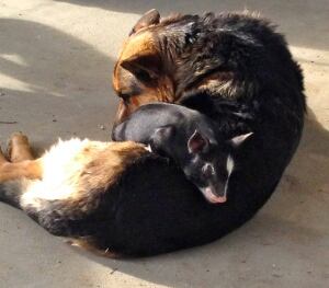 Duke and Sophie
