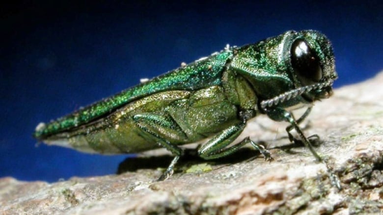 Beware the emerald ash borer, an invasive species marching across Canada | CBC News