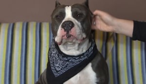 Sage pit bull rescued in CBS