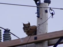 Lynx on a power pole attracts a crowd