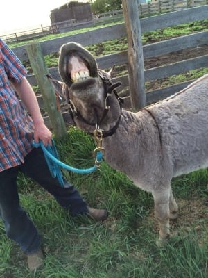 Eeyore home